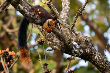 Indian Giant Squirrel - Ratufa indica, beautiful large colored squirrel from South Asian forests and woodlands, Nagarahole Tiger Reserve, India. - 761330790