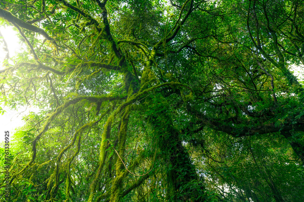 Canvas Prints green tree forest with moss on tree branches. natural carbon capture. sustainable forest management.