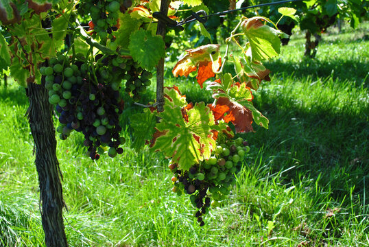 Close Up of Grapes on the Vine in German Vineyard 