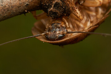 Details of a giant brown cockroach