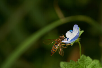 A hoverfly perched on a violet flower.