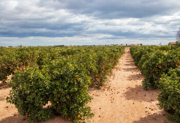 Fototapeta na wymiar orange plantation in Valencia, rows of orange trees in Spain