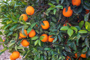 oranges on the tree, branch of the oranges