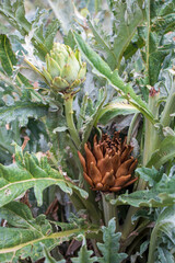 Fototapeta premium artichoke flower in garden, ripe and wilted artichokes on a bush