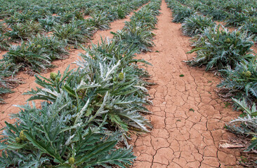 Rows of green unripe artichoke plants in an agricultural field