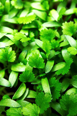 cilantro seedlings, first leaves, green plant texture