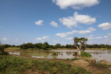 Afrikanischer Busch - Krügerpark - Wasserloch / African Bush - Kruger Park - Waterhole /
