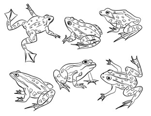 Frog outline poses illustration vector collection
