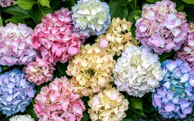 Beautiful colorful hydrangea flowers as background, top view

