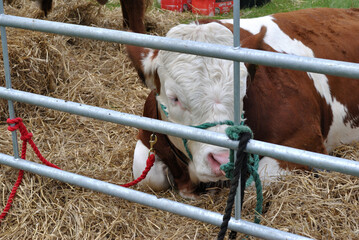 Prize Winning Cow Resting in Straw Covered Stall  at Scottish Agricultural Show 