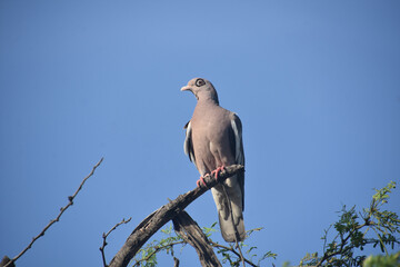 Bare Eyed Pigeon with a Ring Around His Eye