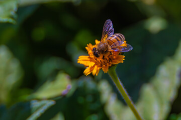 bee on a yellow flower