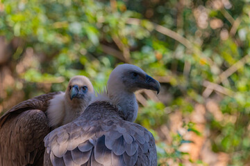 portrait vulture in the wild