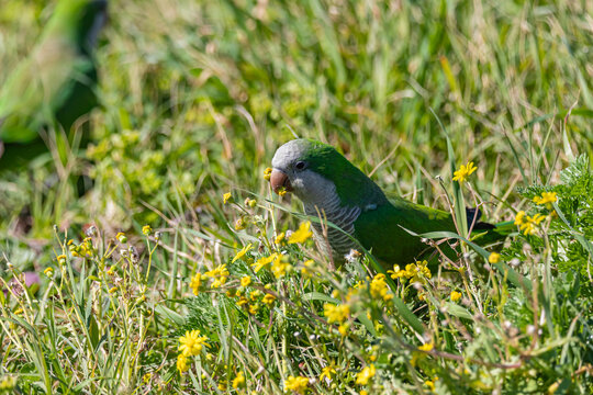 Green parrot and yellow flowers - Powered by Adobe