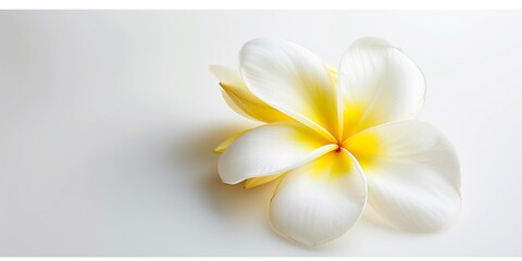 white plumeria flower isolated on white background