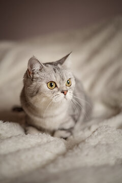 A photo of a beautiful cat on the bed.