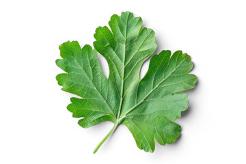 Galbanum Leaf on white background with no shadows on transparency background PNG - obrazy, fototapety, plakaty