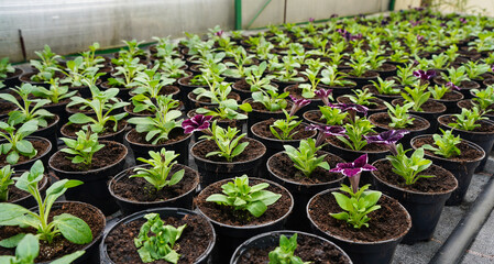 Seedlings in small pots. Growing plants and flowers in the greenhouse.