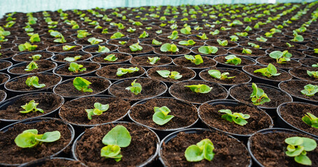 Seedlings in small pots. Growing plants and flowers in the greenhouse.