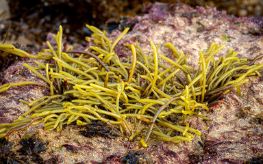 Channelled wrack seaweed (Pelvetia canaliculata) from the Cantabrian Sea (Galicia - Spain) at low...