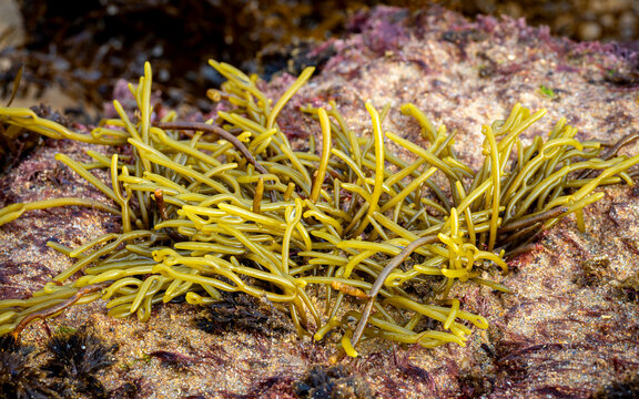 Channelled wrack seaweed (Pelvetia canaliculata) from the Cantabrian Sea (Galicia - Spain) at low tide
