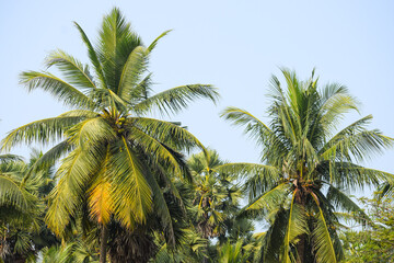 Fototapeta na wymiar Palm trees near the canal. Beautiful nature, coconut trees.