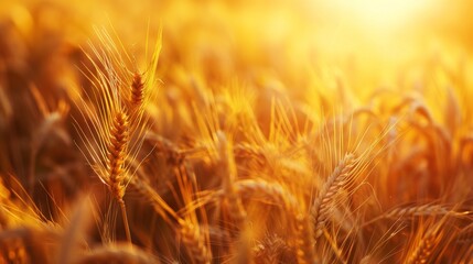 Field of ripe wheat in sunlight, organic farming concept.