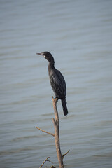 Indian cormorant in the lake. Great cormorant, Phalacrocorax carbo.