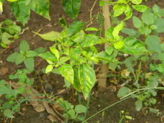 Original photo of small chili peppers from close range with leaves and stems. Grows in tropical places