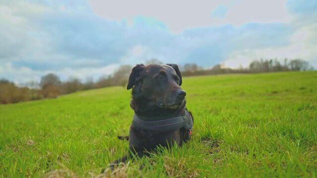 dog in the field