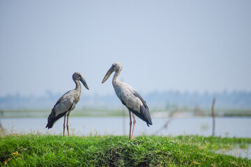Obraz premium Asian openbill standing near the lake. Openbill stork in natural habitat, Anastomus oscitans.