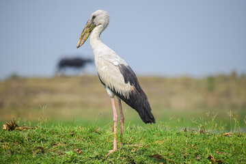 Asian openbill standing near the lake. Openbill stork in natural habitat, Anastomus oscitans.