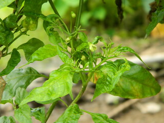 Original photo of small chili peppers from close range with leaves and stems. Grows in tropical places
