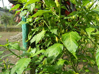 Original photo of small chili peppers from close range with leaves and stems. Grows in tropical places