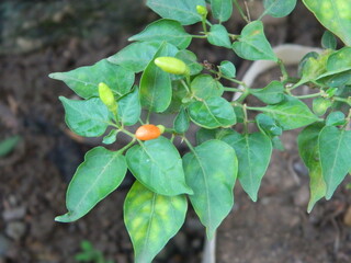 Original photo of small chili peppers from close range with leaves and stems. Grows in tropical places