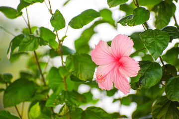 Common Hibiscus flower with green leaves. Beautiful floral background, Pink hibiscus.
