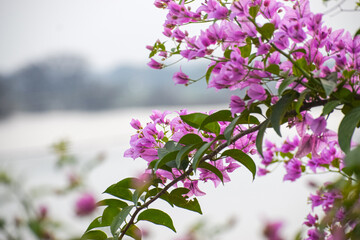 Beautiful Bougainvillea flowers on a sunny day. Nature, pink floral background