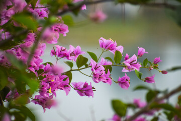 Beautiful Bougainvillea flowers on a sunny day. Nature, pink floral background