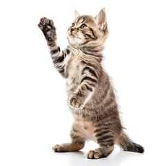 Obraz premium Curious Tabby Kitten on Hind Legs, Ready for Playtime Fun - Generative AI