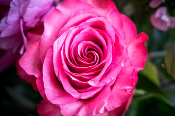 Beautiful pink rose close up