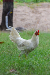 White rooster in the poultry farmyard. Cock or rooster chicken.