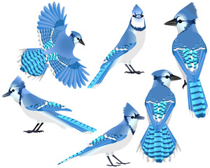 Collection of blue jay bird in colour image