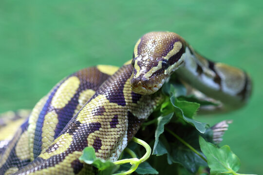 K&ouml;nigspython / Ball python or Royal python / Python regius