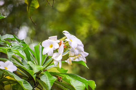 Beautiful frangipani flowers in the garden. Bunch of white plumera flowers, Plumeria pudica.