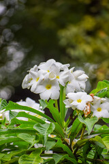 Beautiful frangipani flowers in the garden. Bunch of white plumera flowers, Plumeria pudica.