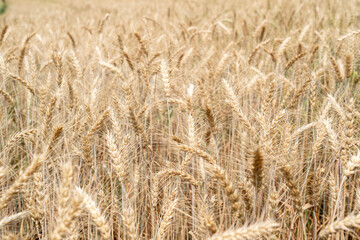 Close up of full grown barley in the barley field