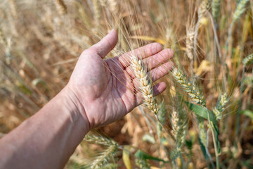 Close up of a farmer's hand checking on his barley spike