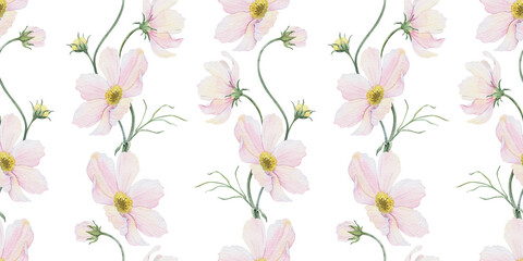 Print of pink and white Cosmea flowers. Cosmos bipinnatus. Hand drawn watercolor seamless pattern...