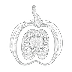 BW vector illustration of food. Pumpkin. Realistic vector drawn illustration. Ingredients for cooking healthy food. Delicious vegetarian food. Growing vegetables	
