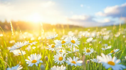 Selbstklebende Fototapeten Spring Meadows: Sunlit Daisy Field © TV24